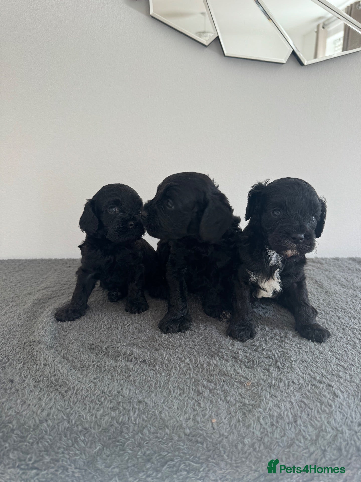 Cavapoo dogs Health tested F1 cavapoo - Advert 1