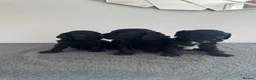 Cavapoo dogs for sale: Health tested F1 cavapoo in Sittingbourne - Advert 1