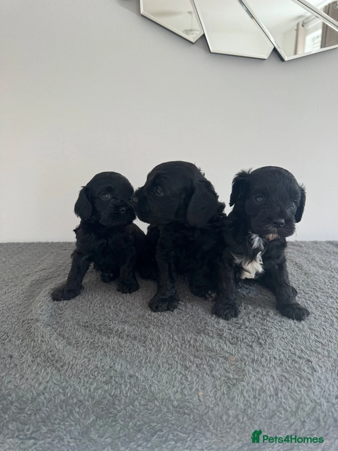 Cavapoo dogs for sale: Health tested F1 cavapoo in Sittingbourne - Advert 1