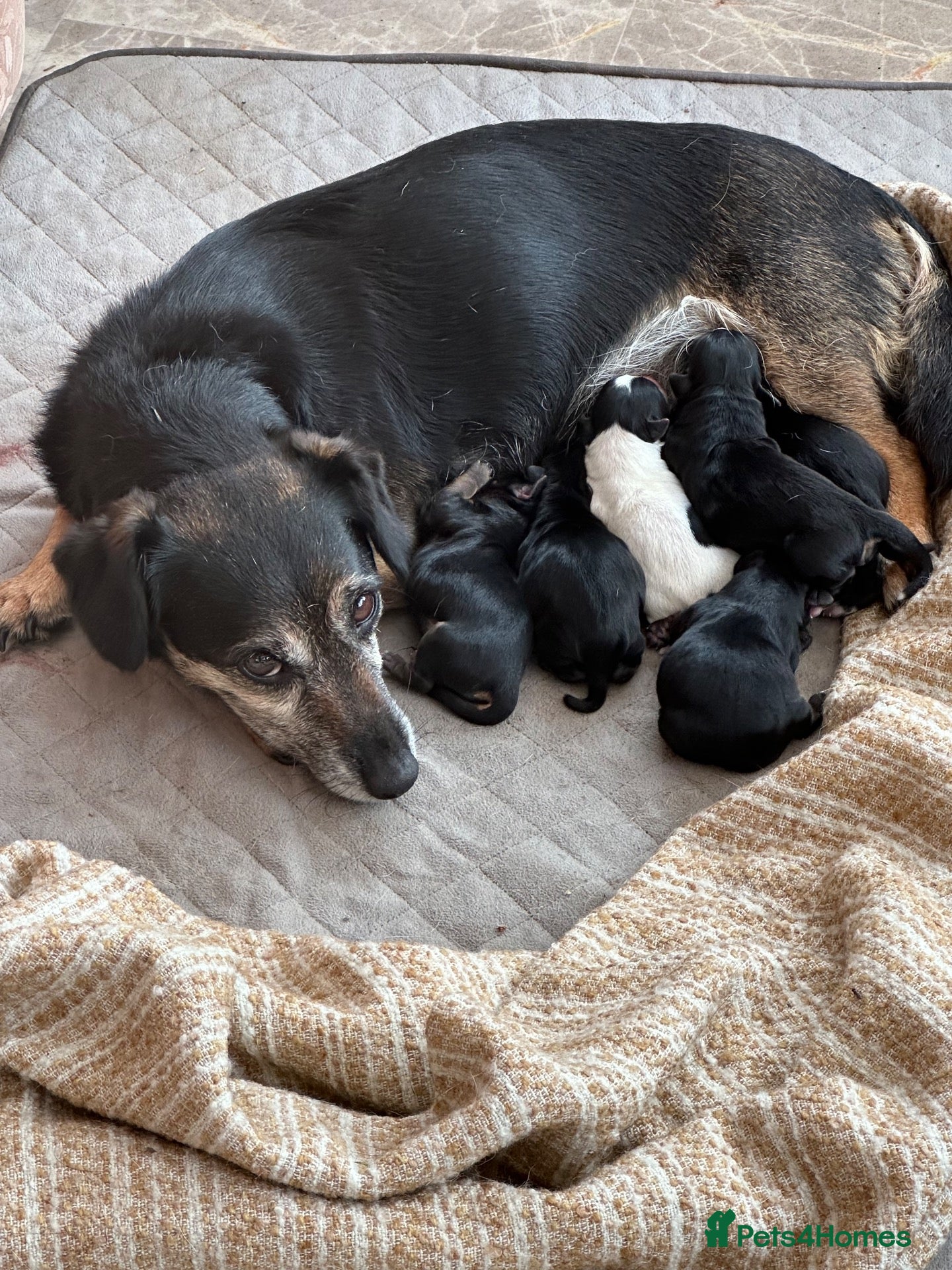 Jack Russell dogs Jack Russel terrier pups - Advert 2