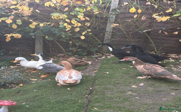 Ducks poultry - Advert 1