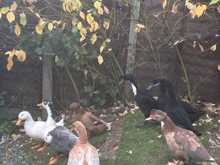 Ducks poultry - Advert 1