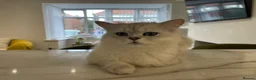 Persian cats for sale: Tilly -Beautiful Persian kitten 7 months  in Newcastle upon Tyne - Advert 5
