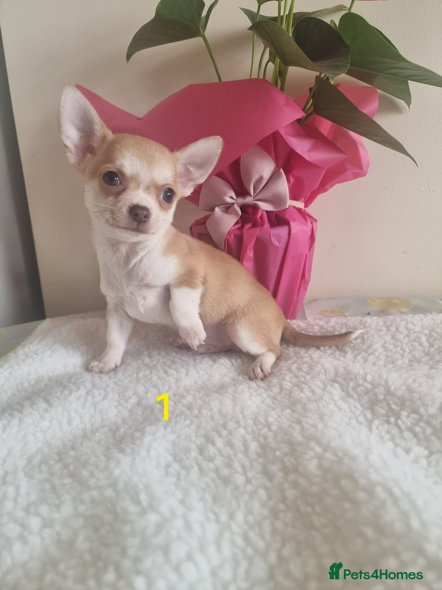 Chihuahua dogs Chihuahua - Advert 1