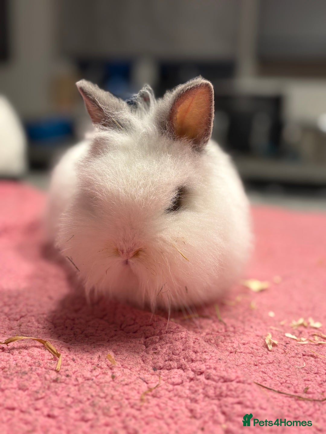 Lionhead rabbits for sale: Male Lionhead for Sale  - Advert 2