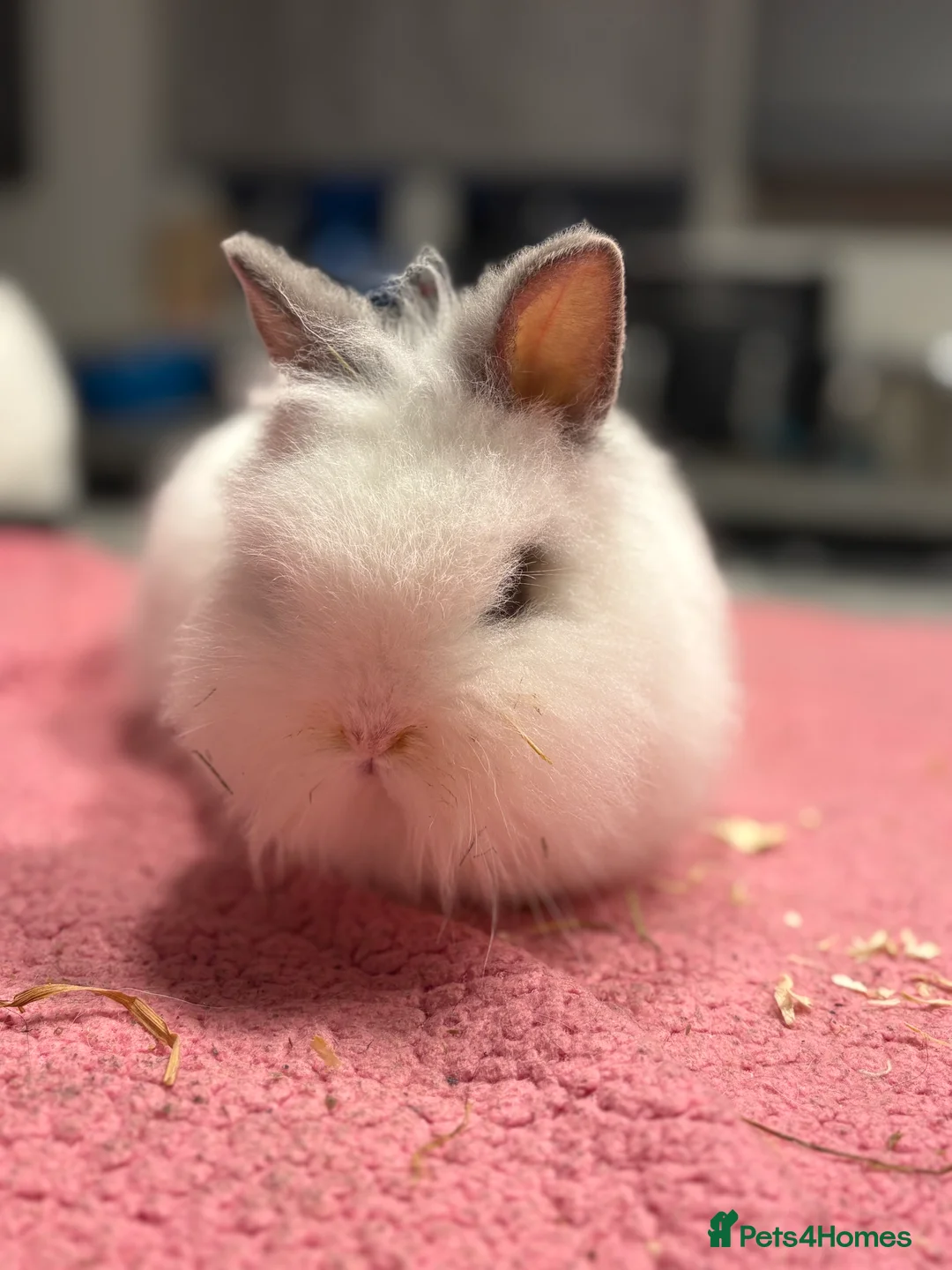 Lionhead rabbits for sale: Male Lionhead for Sale  - Advert 2