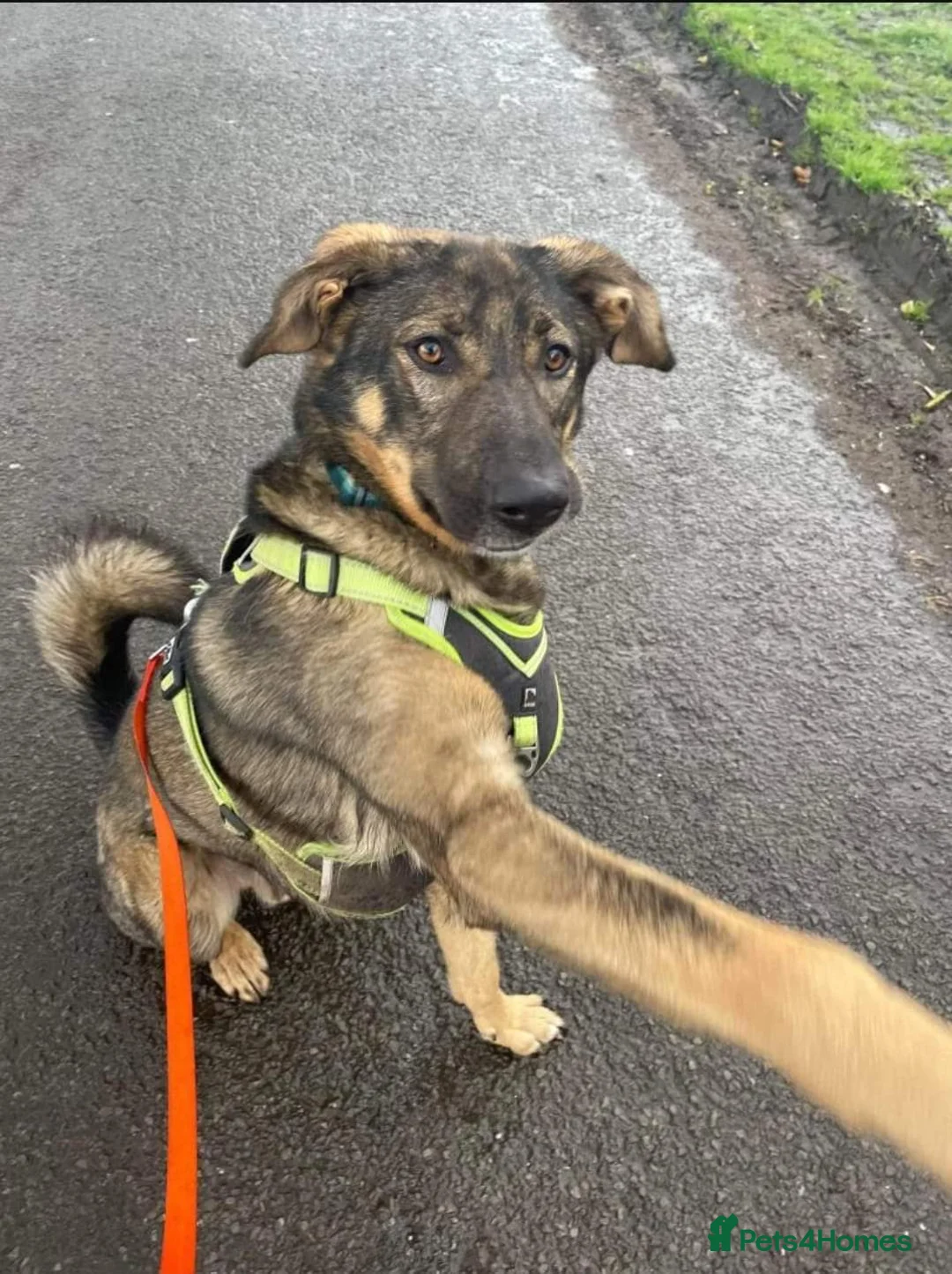 Mixed Breed dogs for adoption: Meet Ozzy, currently residing in Cheshire  in Nantwich - Advert 2