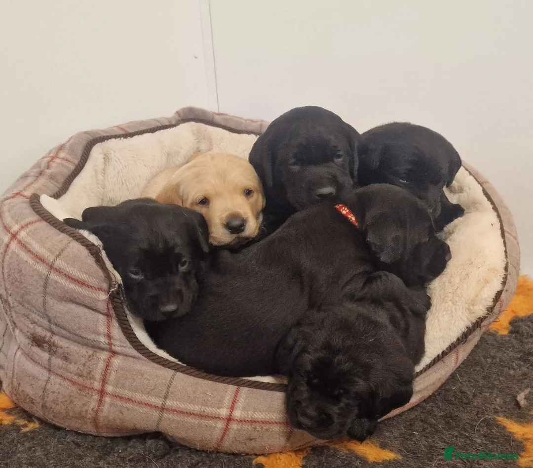 Labrador Retriever dogs for sale: Stunning KC Labrador Pups, Health tested parents  - Advert 5