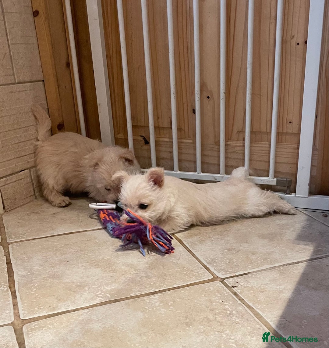 Cairn Terrier dogs for sale: Stunning cairn terrier puppies  - Image 4