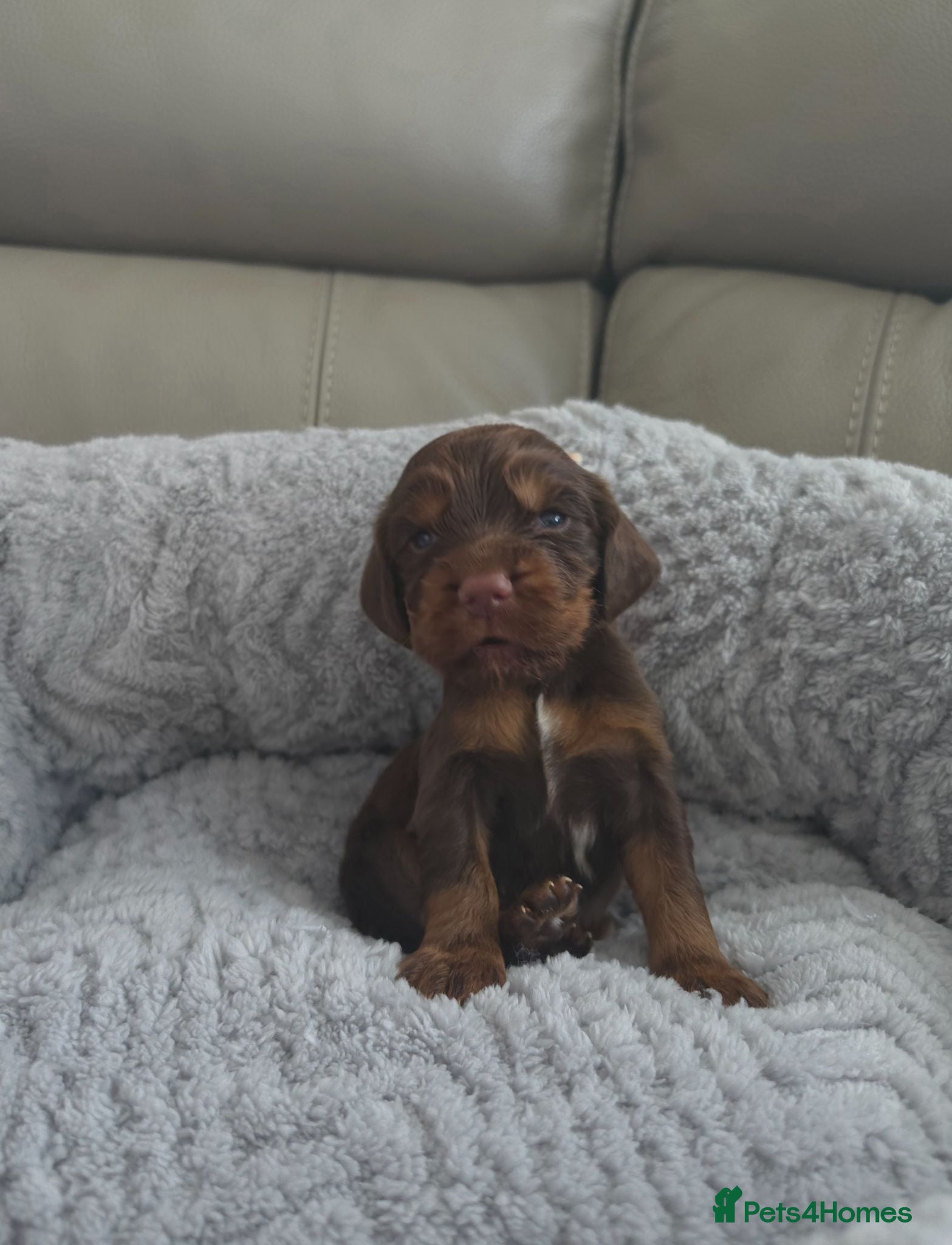 Cocker Spaniel dogs Cocker Spaniel Tan Pups - Advert 1