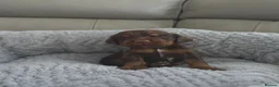 Cocker Spaniel dogs for sale: Cocker Spaniel Tan Pups - Advert 1