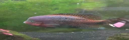 Other/Mixed Breed fish for sale: Oscar and ciclid in Hereford - Advert 7