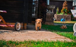 Labrador Retriever dogs for sale: Deep Red Top Quality Labrador Puppies - Image 6