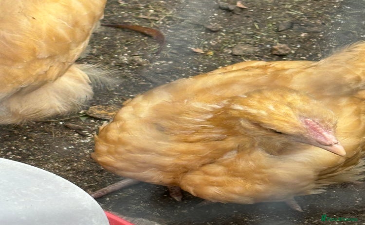 Chickens poultry - Advert 1