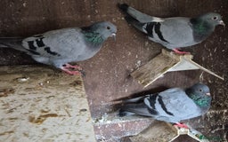Pigeons birds for sale: Various pigeons  - Image 4