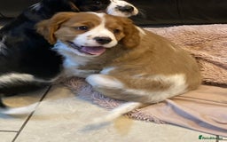 Cavalier King Charles Spaniel dogs for sale: Beautiful cavaliers  - Advert 10