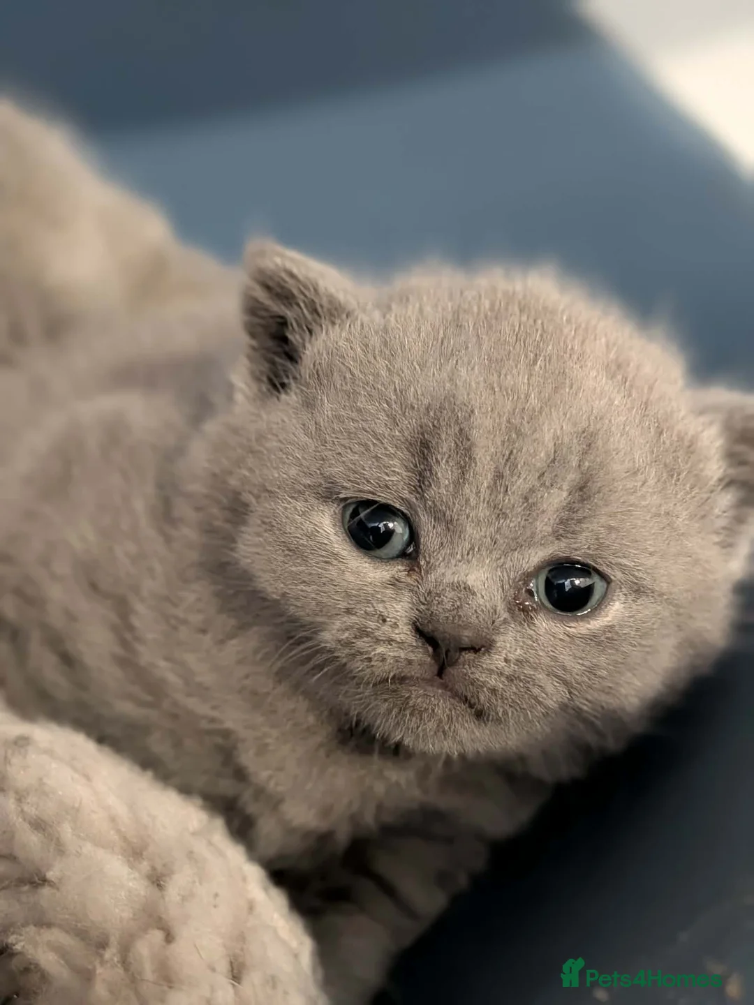 British Shorthair cats for sale: Acornpaws pedigree British shorthairs  - Advert 3