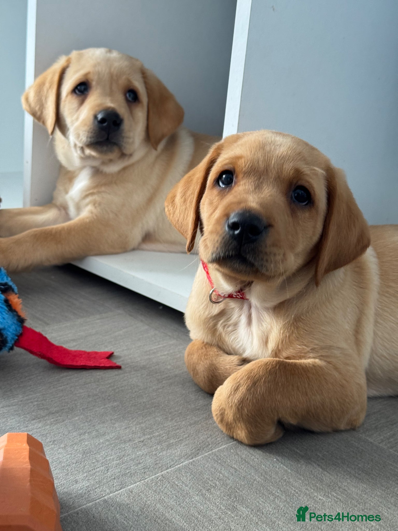 Labrador Retriever dogs KC Registered Litter of Labradors  - Advert 1