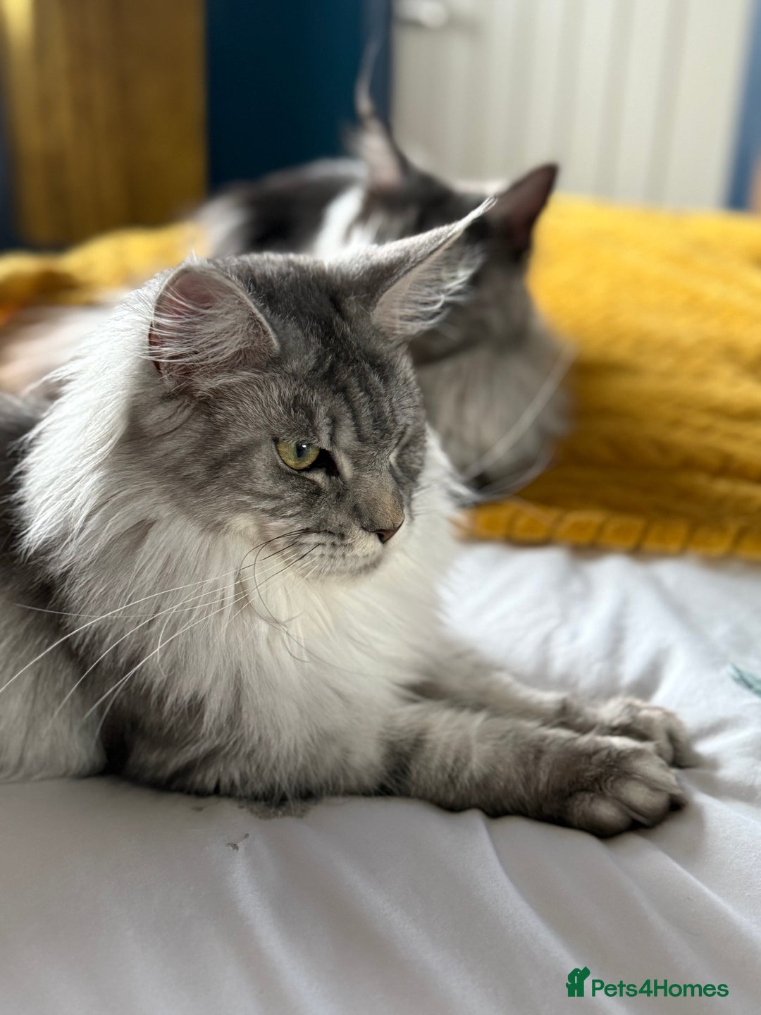Maine Coon cats for sale: GCCF Maine coon stunning large kittens  - Advert 3