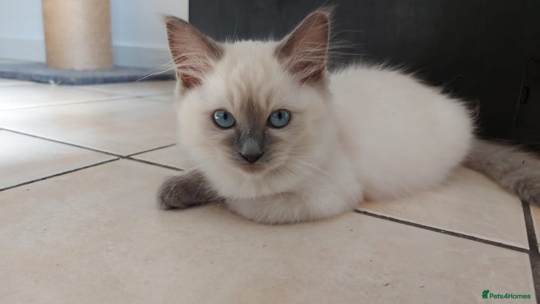 Ragdoll cats for sale: Ragdoll Kittens Championship DNA tested GCCF reg - Image 10