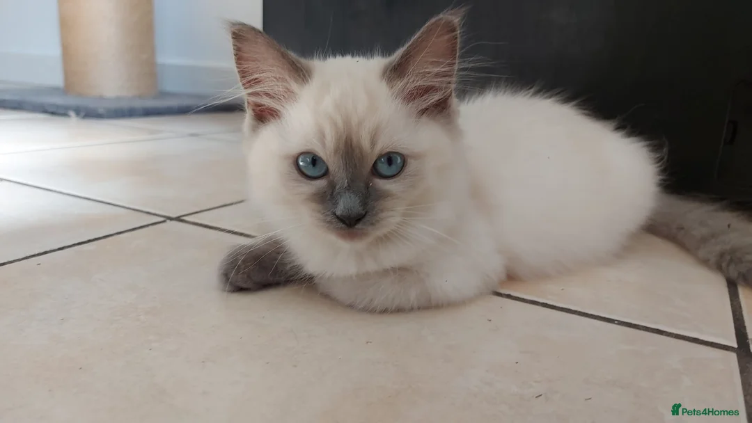 Ragdoll cats for sale: Ragdoll Kittens Championship DNA tested GCCF reg - Advert 10