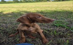Hungarian Vizsla dogs for sale: One Girl Left-Hungarian Vizsla Pup - Image 1