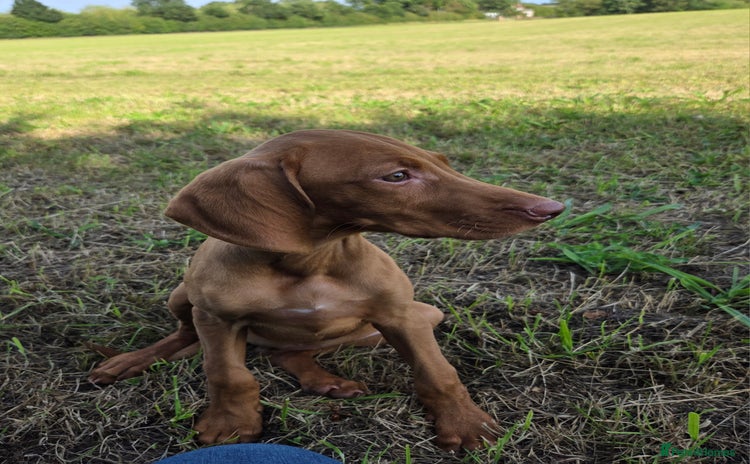 Hungarian Vizsla dogs - Advert 3