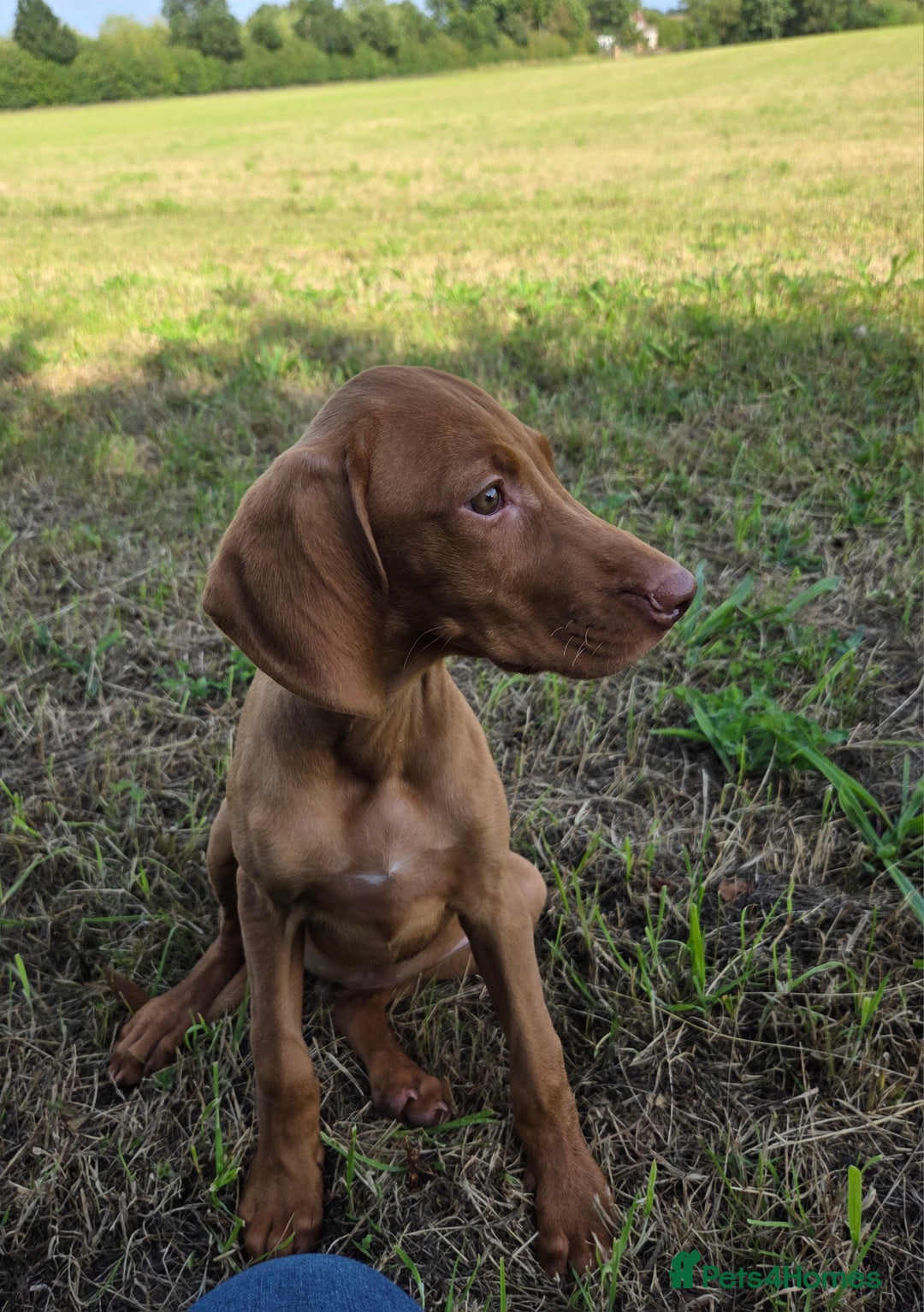 Hungarian Vizsla dogs for sale: One Girl Left-Hungarian Vizsla Pup - Image 1