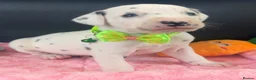 Dalmatian dogs for sale: Beautiful Dalmatian puppies ready to reserve  - Advert 14