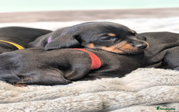 Dachshund dogs for sale: 🐾5 Beautiful Standard Dachshunds 🐾 - Image 1