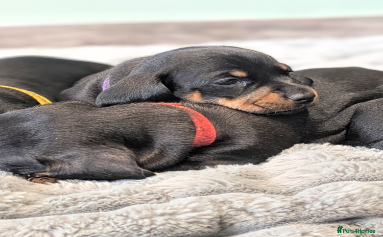 Dachshund dogs - Advert 1