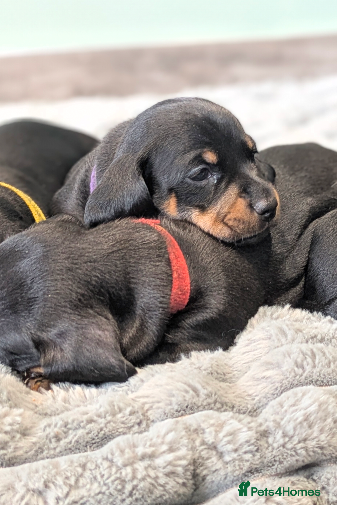 Dachshund dogs for sale: 🐾5 Beautiful Standard Dachshunds 🐾 - Image 1