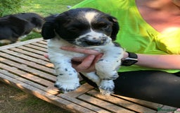 English Springer Spaniel dogs for sale: English Springer Spaniel Puppies for Sale - Image 23