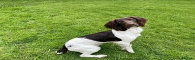 English Springer Spaniel 1