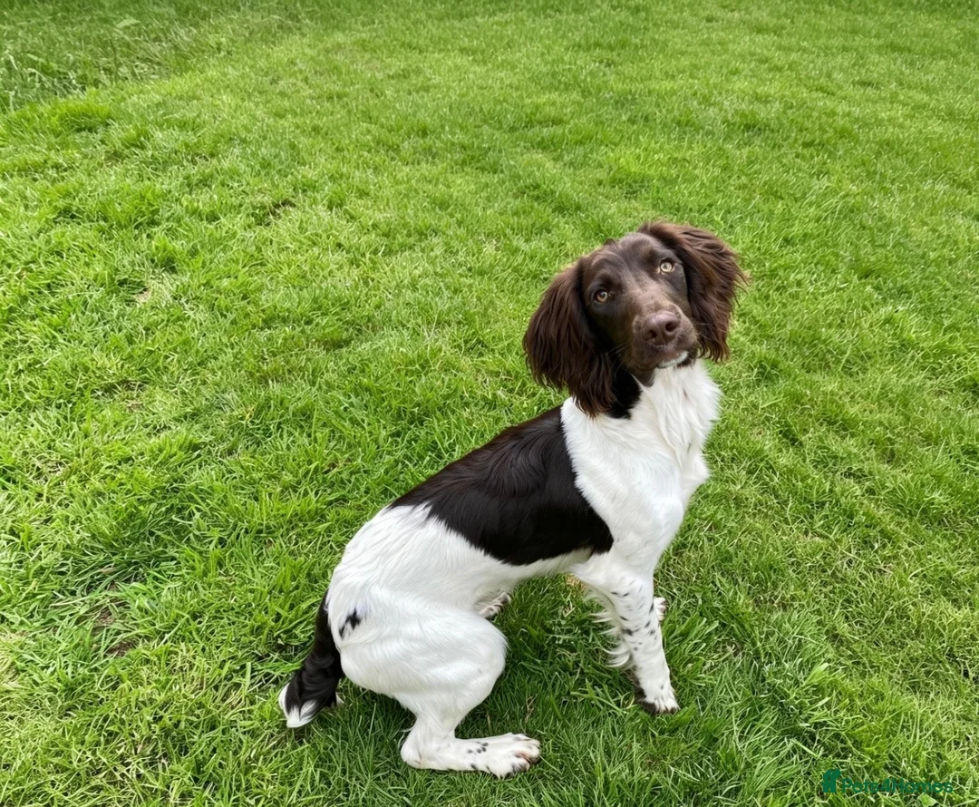 English Springer Spaniel dogs for sale: 7 Month English springer spaniel (BOY) - Advert 4