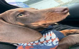 Dachshund dogs for sale: Chocolate tan male dachshund puppy - Image 12