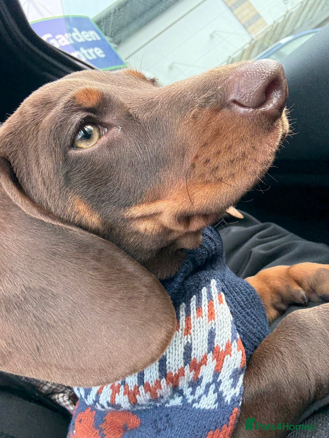 Dachshund dogs for sale: Chocolate tan male dachshund puppy - Image 12