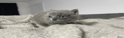British Shorthair cats for sale: 2 british blue shorthair boys - Advert 13