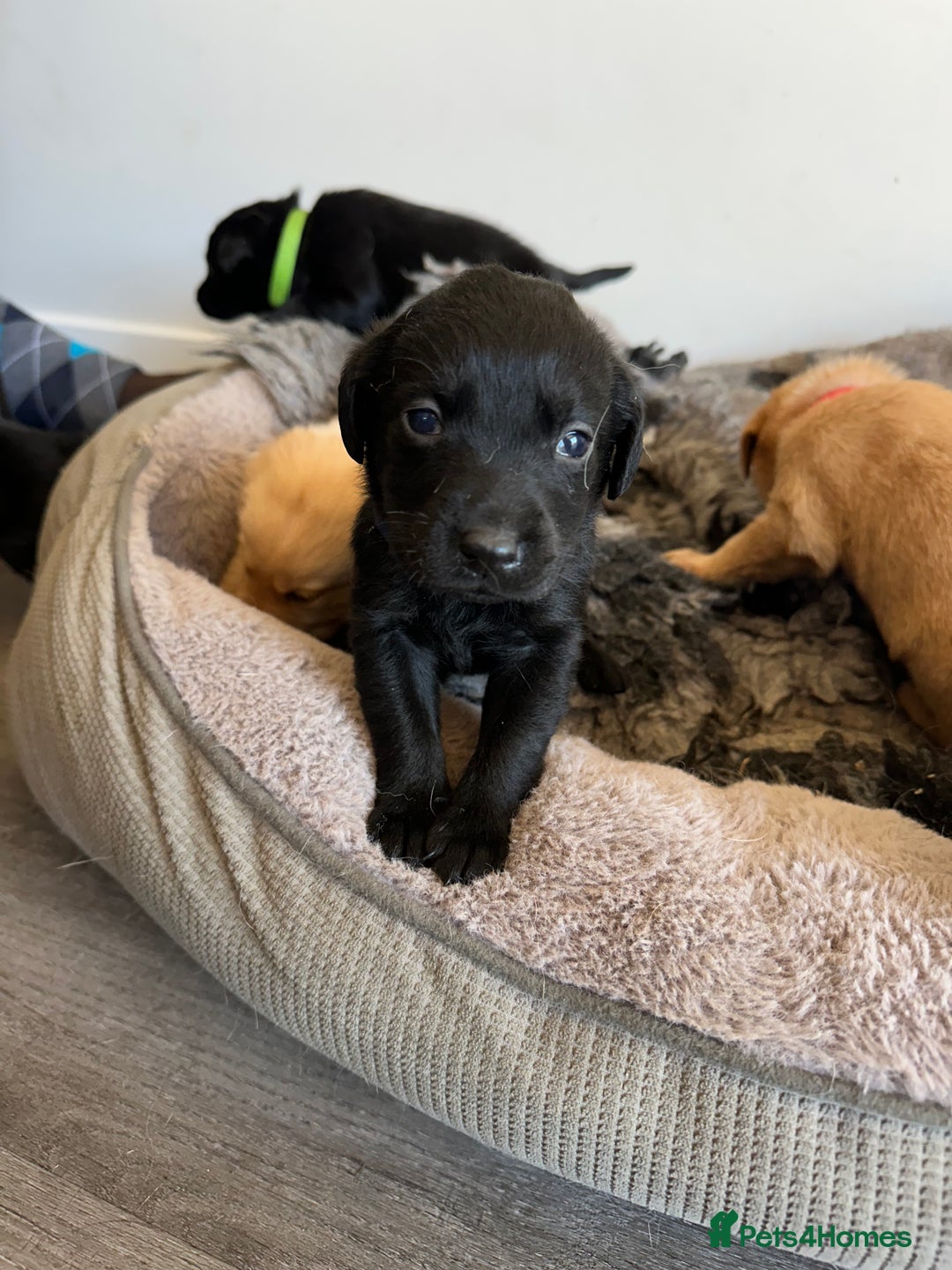 Labrador Retriever dogs for sale: Health tested kc reg puppies  - Image 8
