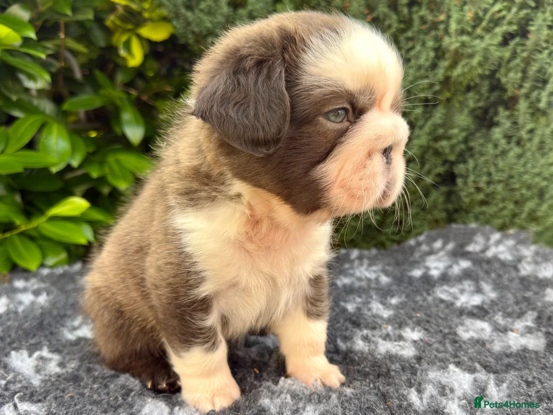 French Bulldog dogs for sale:  **  fluffy French bulldog pups - Advert 2