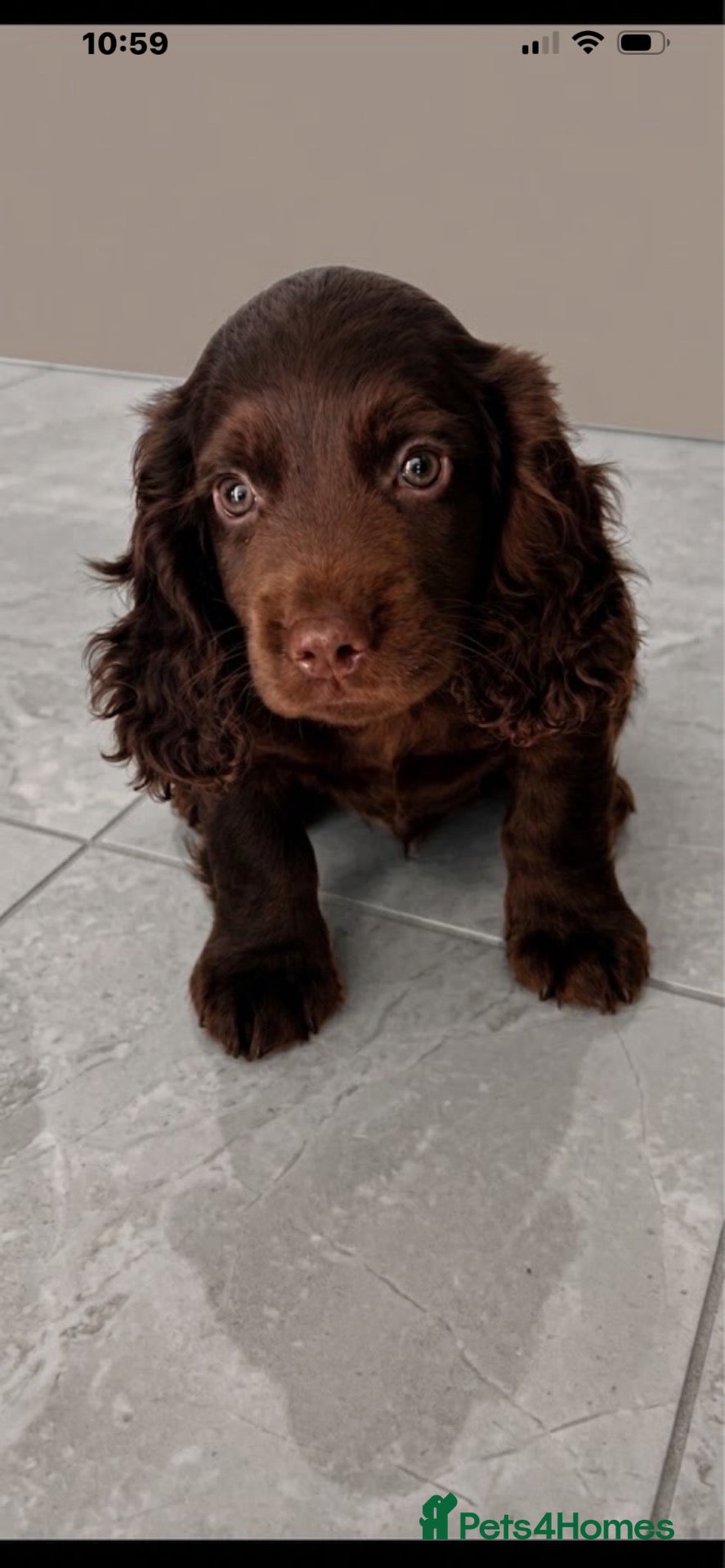Cocker Spaniel dogs Cocker Spaniel Puppy’s - Advert 1