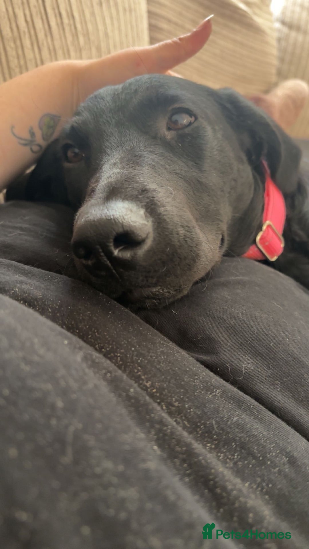 Labrador Retriever dogs for sale: Female black lab  - Image 4