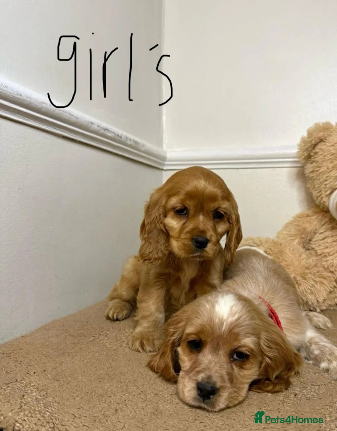 Cavapoo dogs for sale: F2 Cavapoo puppies 🐶 - Advert 3