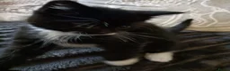 British Shorthair cats for sale: Adorable kittens girls and boys available  - Advert 6