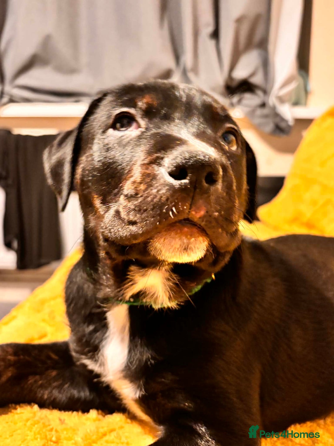 Mixed Breed dogs for sale: 5 lovely rotties x bully puppies - Advert 3