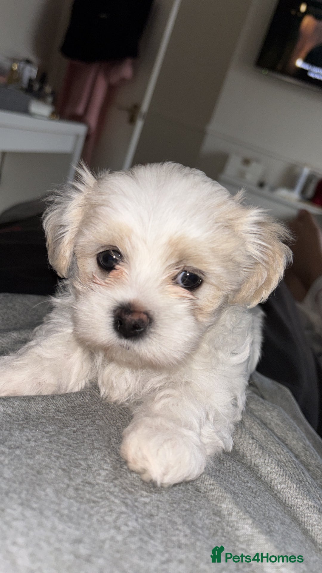 Maltese dogs for sale: READY TO LEAVE KC Korean Maltese Pups  - Advert 12