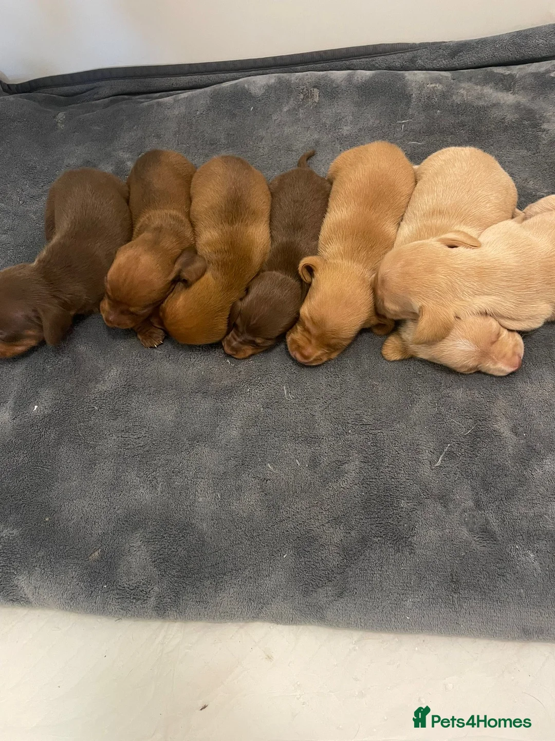 Miniature Dachshund dogs for stud: Stunning L/H mini cream X2 intensity KCreg proven  - Advert 24