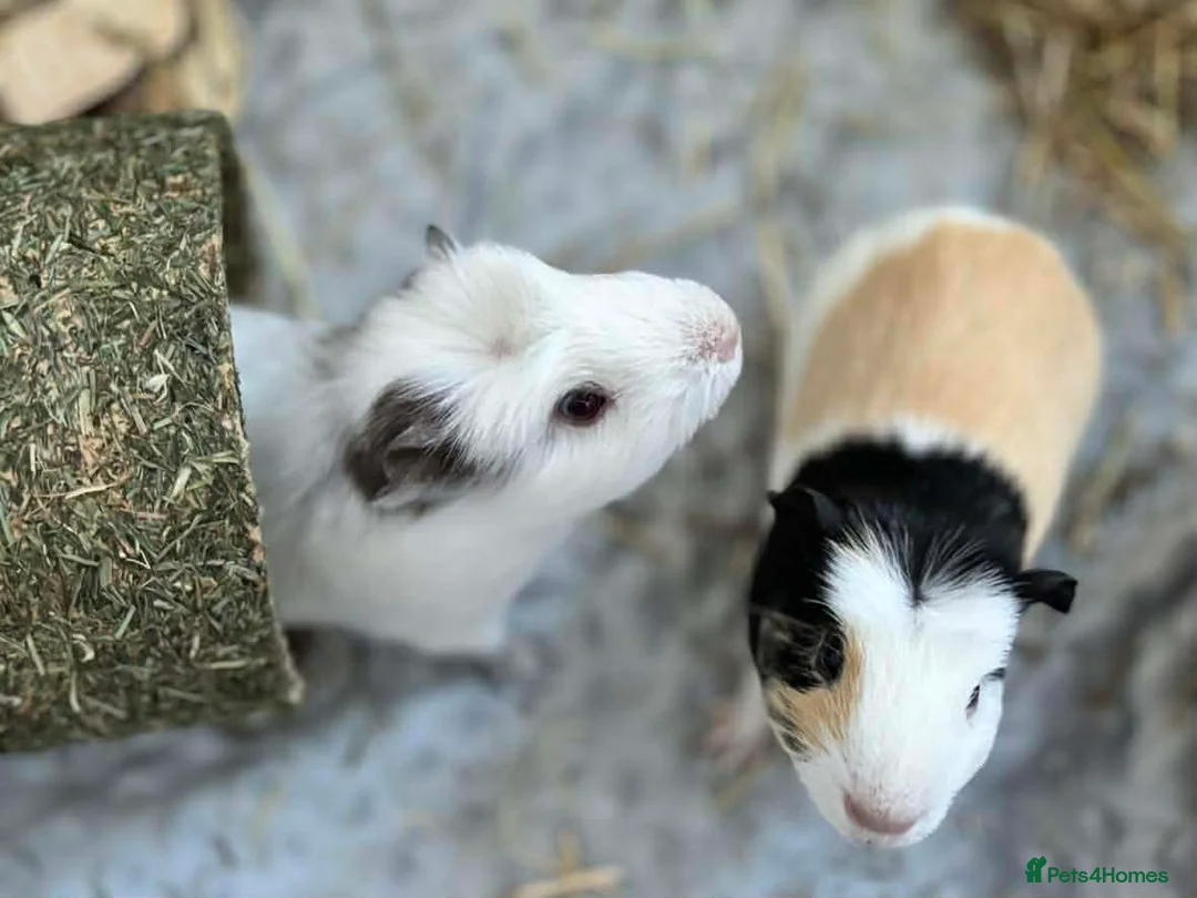 Guinea Pig rodents for sale: Multi coloured guinea pig  - Advert 3