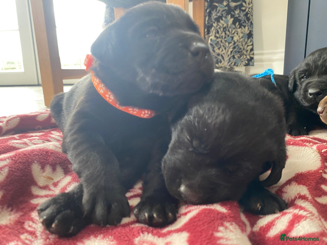 Labrador Retriever dogs for sale: KC Registered working Labrador puppies - Image 9