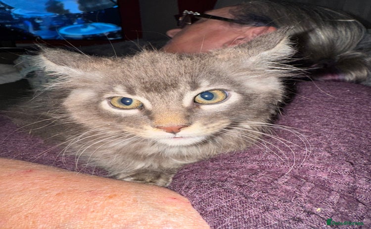 Maine Coon cats - Advert 1